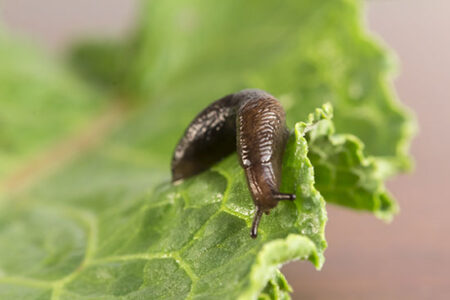 How to Beat Bugs in Your Garden Image